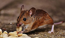 24 Hour & Emergency Exterminators in Cumberland Heights, IL